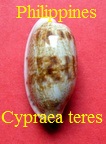 Cypraea talostolida teres teres, Gmelin 1791